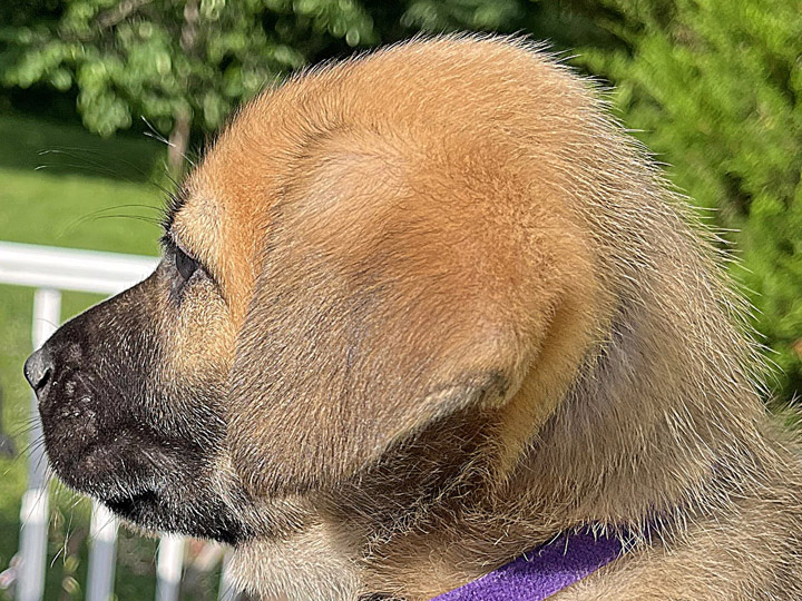 chinook puppy